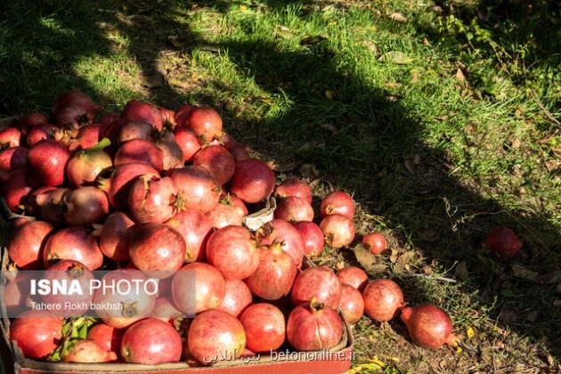 وجود 43 هزار هکتار باغ بارور در لرستان